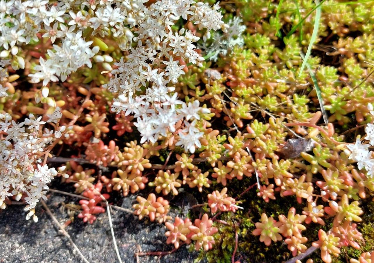 Гостевой дом Flora Dekor Gaestgard Алингсос Экстерьер фото
